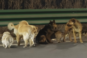 Viral : 7 chiens ont parcouru plus de 17 km pour rentrer chez eux