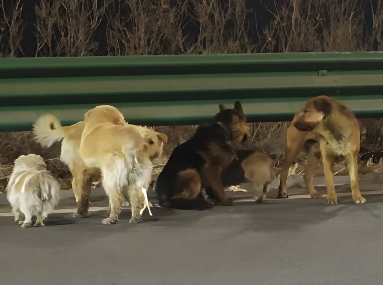 Viral : 7 chiens ont parcouru plus de 17 km pour rentrer chez eux