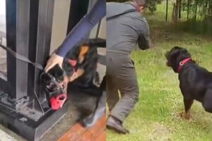 un garde a été licencié après avoir attaqué un chien de garde
