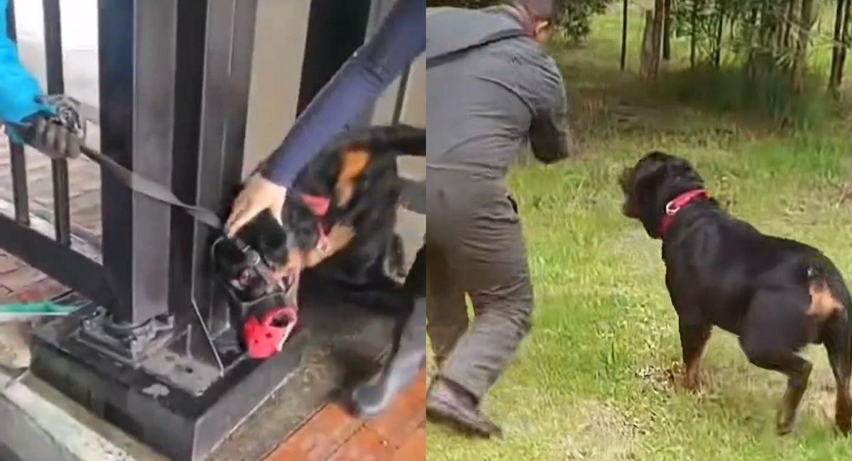 Polémica en Transmilenio: guarda es retirado tras agresión a perro de vigilancia. Foto: Twitter Plataforma Alto