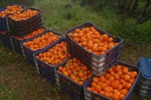 A Araira, la production de mandarines renaît