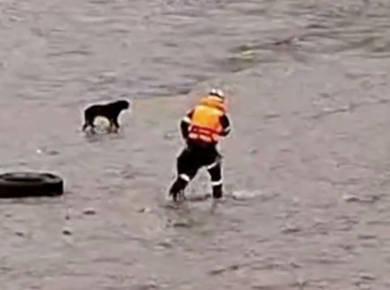 Il a perdu la vie en sauvant un chien
