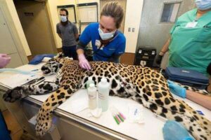 Ils interviennent avec succès sur un jaguar de 55 kilos lors d&rsquo;une opération médicale à Mérida