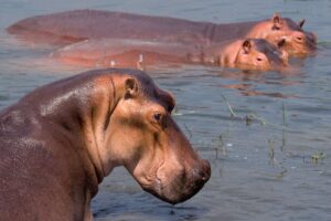 Ils nient le projet de déplacer des hippopotames de Colombie vers le Venezuela