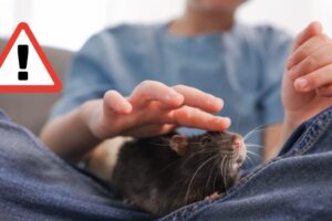Les 6 maladies graves que vous pouvez contracter à cause de l&rsquo;urine de souris et comment identifier les symptômes