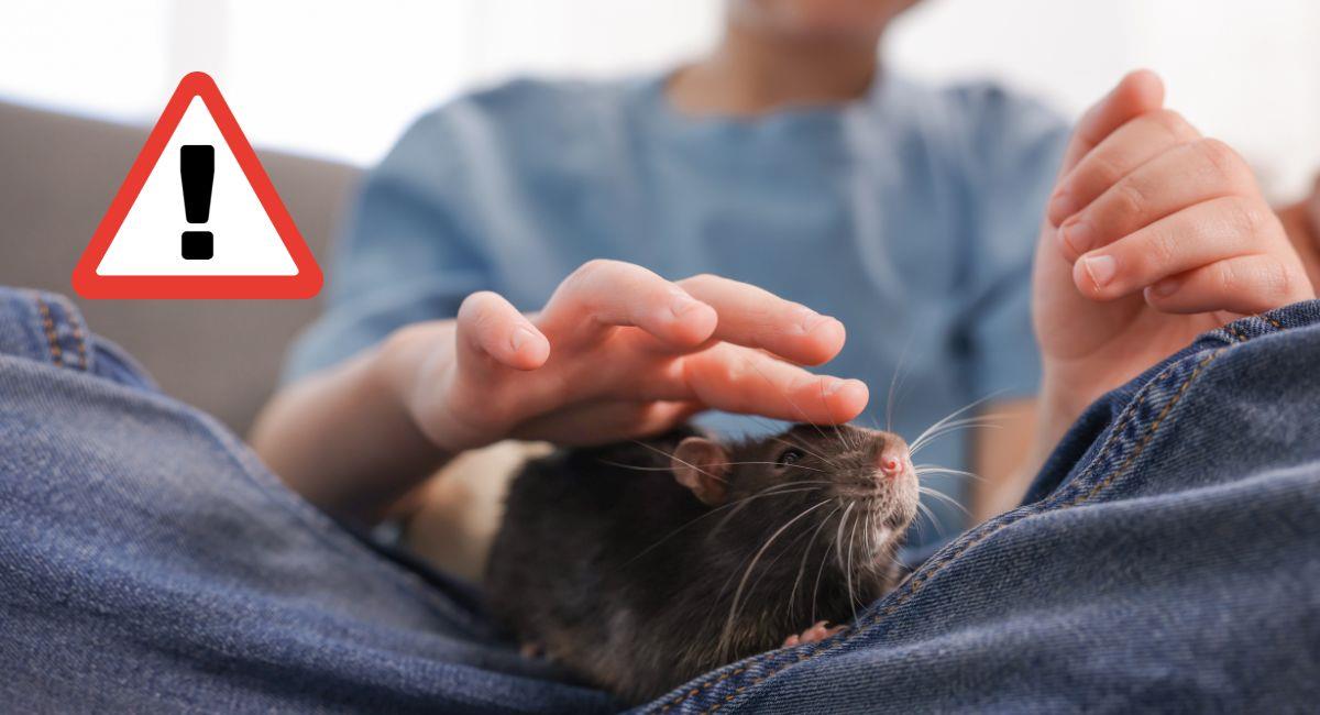 Enfermedades por orina y heces de ratón: síntomas y riesgos. Foto: Shutterstock