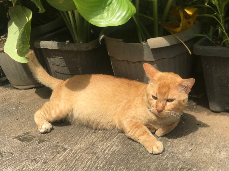Quand votre chat interrompt l'entretien... et vous décroche le poste