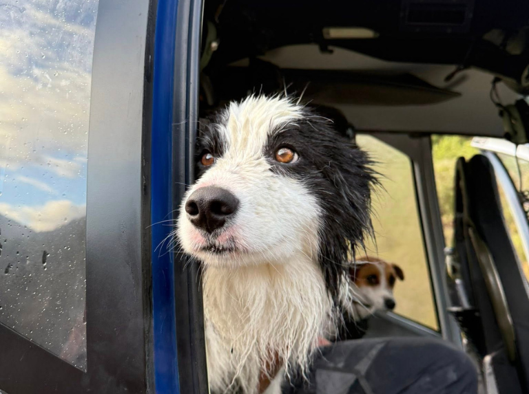 Sept jours seul dans la jungle : le chien qui n'arrêtait pas d'attendre