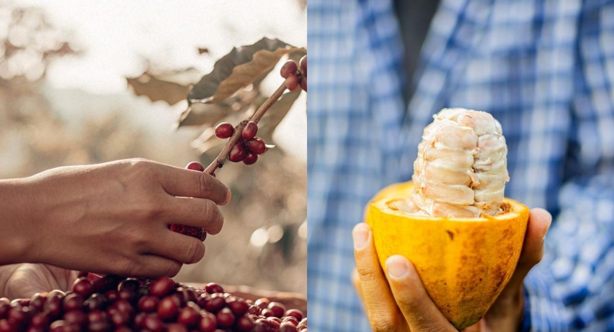 El café y el cacao colombiano siguen marcando una fuerte presencia en tres continentes. Foto: Shutterstock S.I.A. Studios