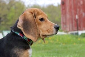 1 500 beagles sauvés d&rsquo;un centre de recherche du Wisconsin