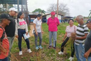 Avec 300 plants de bananiers, ils activent la production scolaire à Monagas