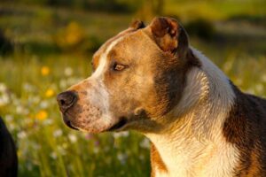 Couper les oreilles et la queue des animaux est un abus