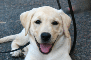 J&rsquo;ai trouvé mon chien effrayé dans un parking