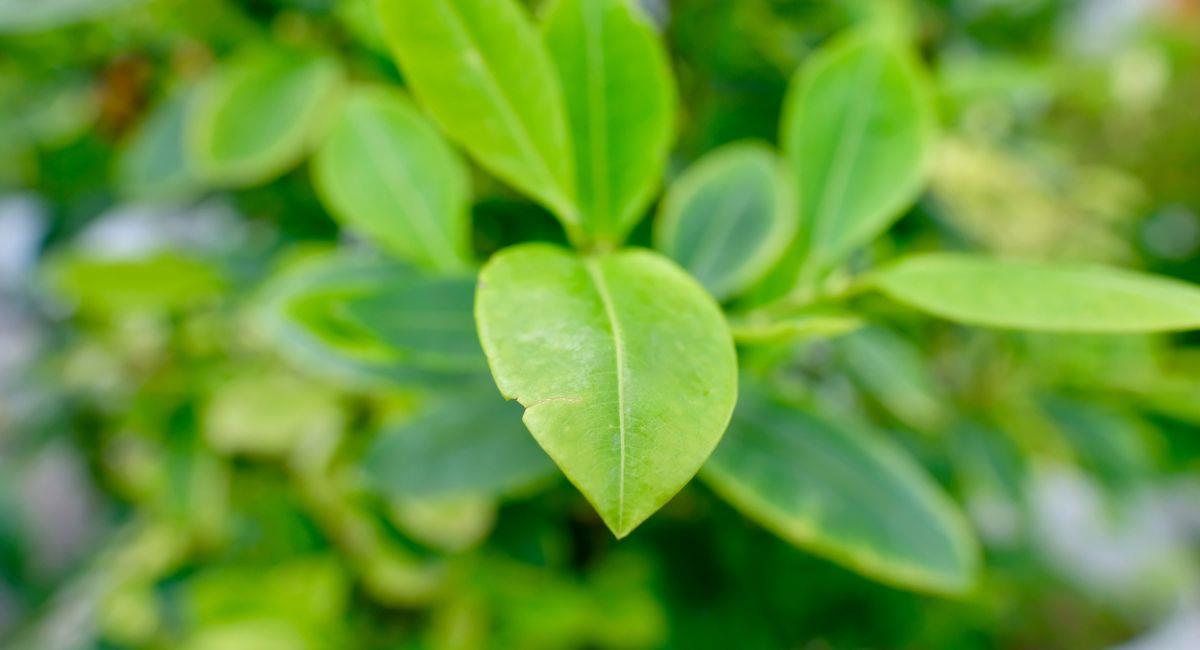La hoja de coca sigue siendo uno de los sembrados ilícitos más extendidos en Colombia. Foto: Shutterstock