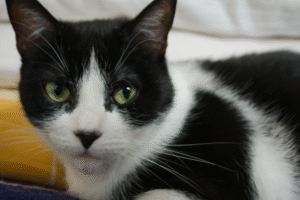 Le voisin a abandonné son chat en bas et maintenant c&rsquo;est le mien