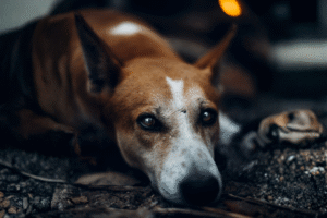 Signaler la maltraitance animale en ligne peut empirer les choses