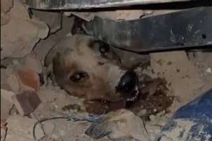 Chaque vie compte : des brigades de recherche sauvent des animaux de compagnie dans les zones touchées par les tremblements de terre