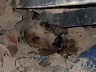 Chaque vie compte : des brigades de recherche sauvent des animaux de compagnie dans les zones touchées par les tremblements de terre