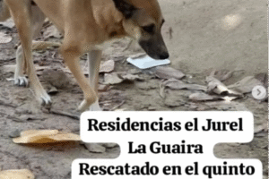 Consultez ici les différentes listes d&rsquo;animaux disparus 🐾🐾