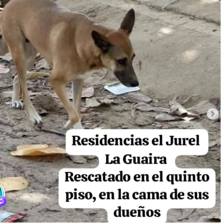 Consultez ici les différentes listes d'animaux disparus 🐾🐾