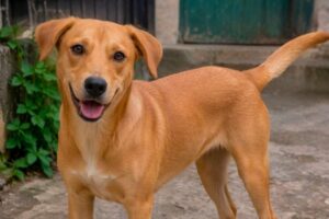 Ils reconnaissent le chien bâtard couleur caramel