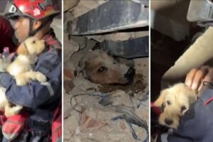 La mission Nevado déploie une opération pour prendre soin des animaux de compagnie et de la faune touchés par les tremblements de terre