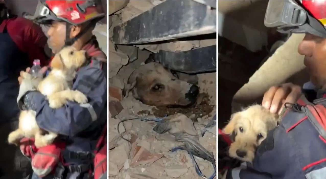La mission Nevado déploie une opération pour prendre soin des animaux de compagnie et de la faune touchés par les tremblements de terre