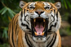 « Le tigre n&rsquo;est pas comme on le peint » : la véritable origine du surnom sous lequel est connu le président Abelardo de la Espriella
