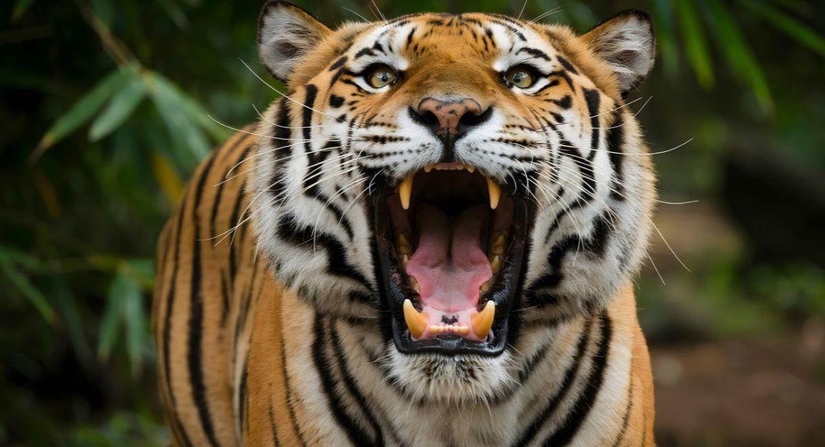 El tigre es el sobrenombre que se autoimpuso el presidente electo, Abelardo de la Espriella. Foto: Shutterstock