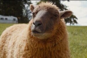 Les détectives de moutons en Colombie