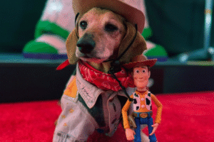 Lucas, le chien de 16 ans qui a volé la vedette à la première de Toy Story 5