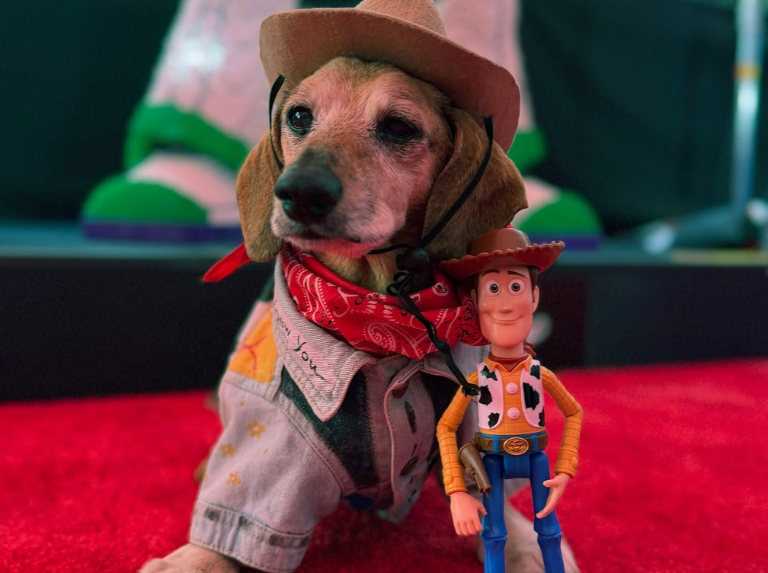 Lucas, le chien de 16 ans qui a volé la vedette à la première de Toy Story 5