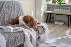 Petits espaces : les meilleures races de chiens pour vivre en appartement