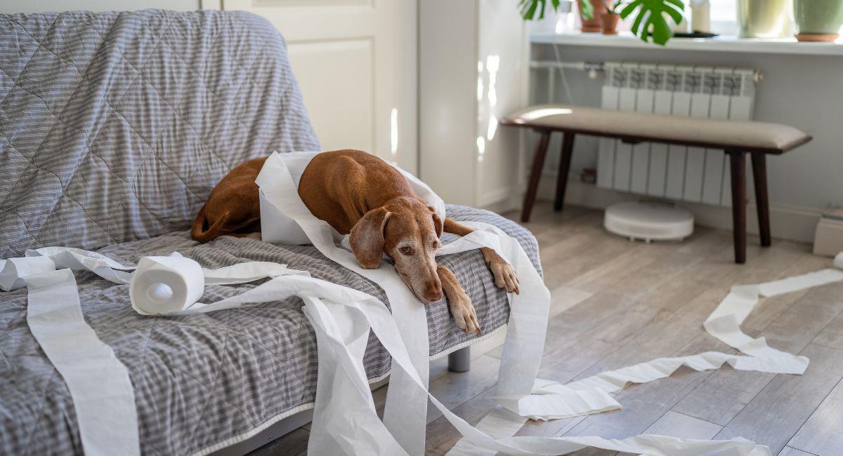 Las mejores razas de perro para apartamentos pequeños. Foto: Shutterstock
