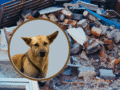 De chien sauvé à sauveteur : l&rsquo;histoire de Milo