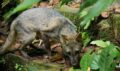 Faune sauvage relâchée dans le Parc National Henri Pittier