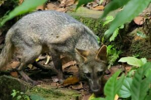 Faune sauvage relâchée dans le Parc National Henri Pittier