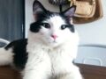 Nico est retourné auprès de sa famille après avoir survécu 49 jours sous les décombres
