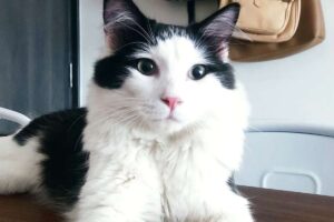 Nico est retourné auprès de sa famille après avoir survécu 49 jours sous les décombres