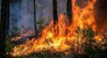 Nouvelle urgence en Colombie : 36 incendies de forêt actifs signalés et 339 municipalités en alerte rouge