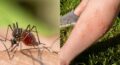 Sang doux ou groupe sanguin ? Ce que dit la science sur les raisons pour lesquelles les moustiques vous piquent