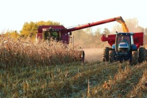 Plus de 200 000 hectares de maïs sont récoltés à Portuguesa