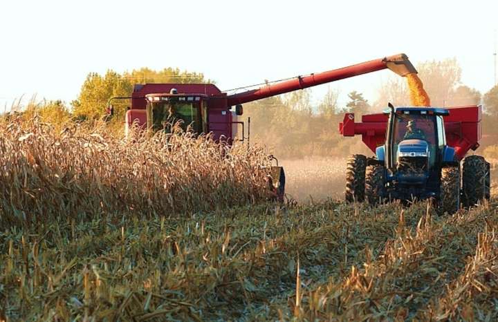 Plus de 200 000 hectares de maïs sont récoltés à Portuguesa