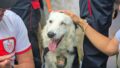 Le tsunami a orné la XVIe promenade canine de La Molinera à Mérida