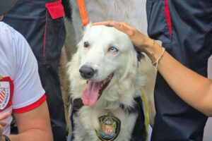 Le tsunami a orné la XVIe promenade canine de La Molinera à Mérida