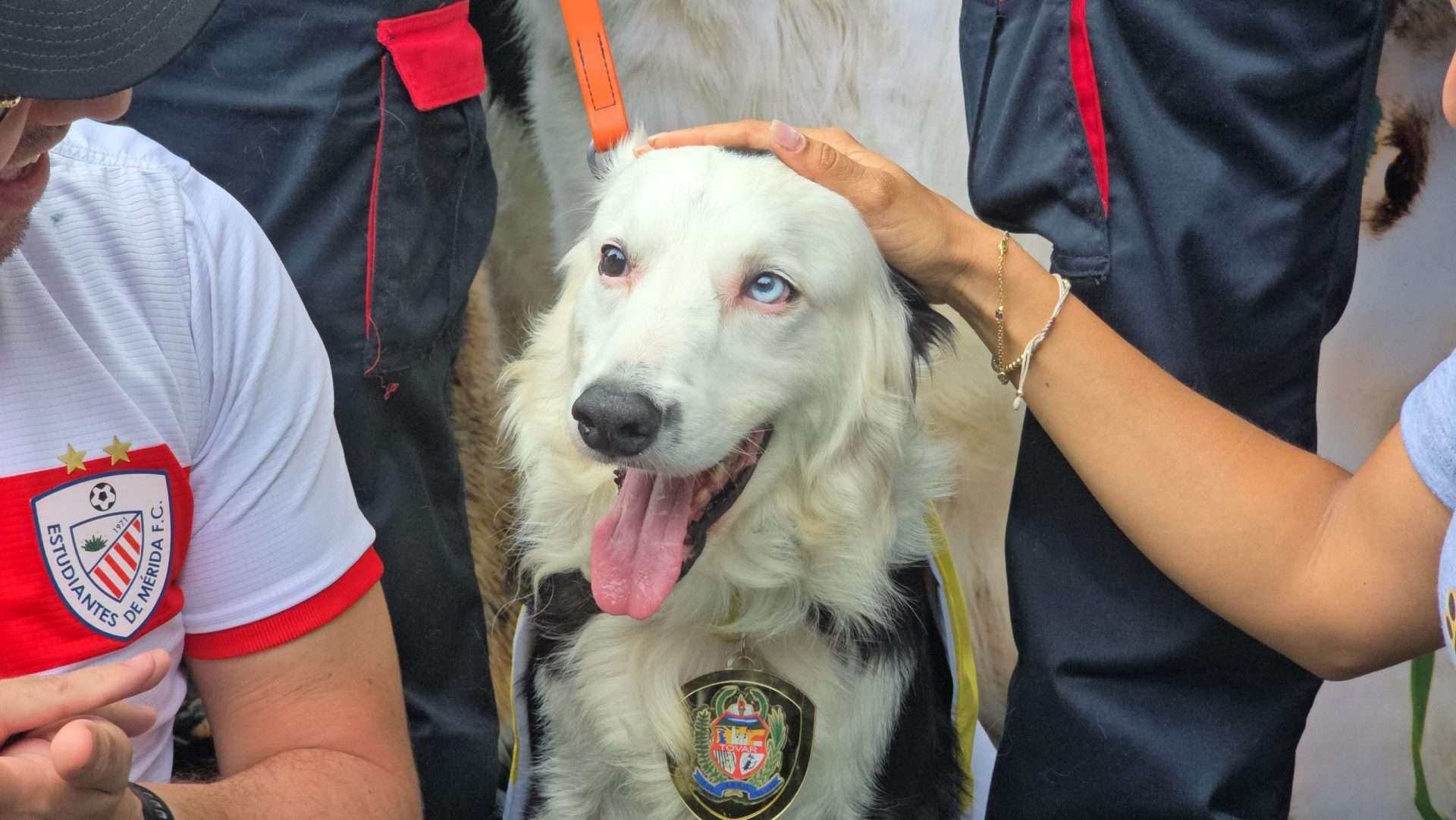 Le tsunami a orné la XVIe promenade canine de La Molinera à Mérida