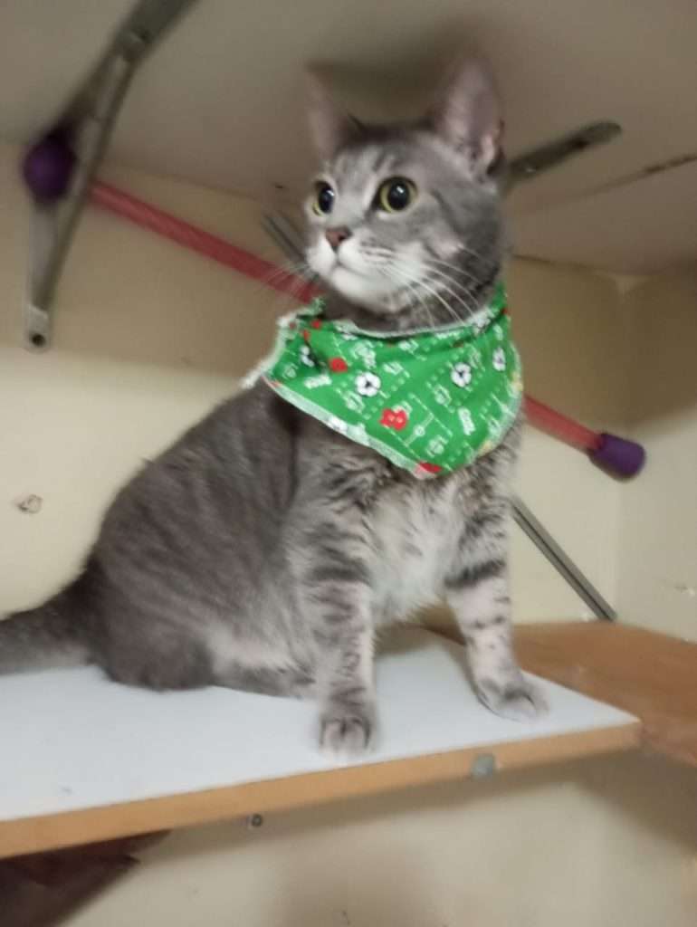 Adoption chat nuage, stérilisé, pipette, vermifugé, affectueux tendre, zone d'accès facile Guarenas, Guatire et Caracas Contact 0412-2040175, 04142428300 04143108698 0424-2441224,