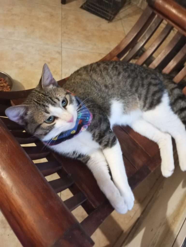Adoption chaton violet, vaccin triple félin, stérilisé, pipette, vermifugé, craintif mais affectueux, zone d'accès facile Guarenas, Guatire et Caracas Contact 0412-2040175, 04142428300 04143108698 0424-2441224,