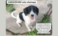Panneau d&rsquo;affichage d&rsquo;adoption
