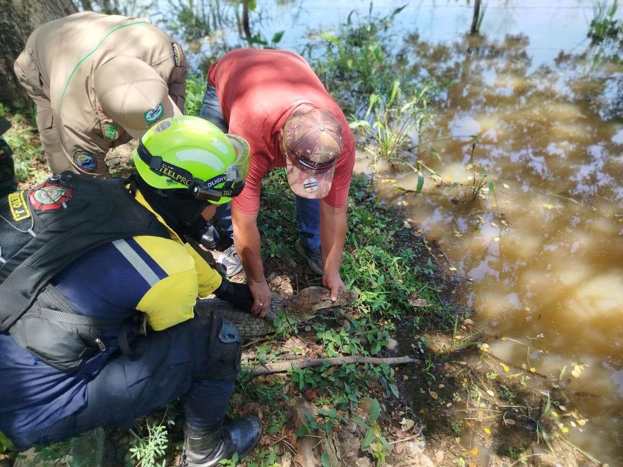 104 animaux sauvages relâchés dans les zones protégées de Barinas